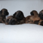 Pups 3 weken 9